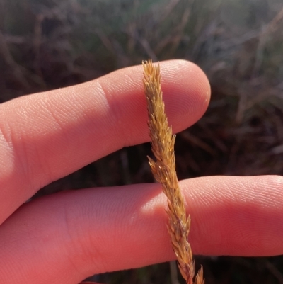 Deyeuxia crassiuscula (Thick Bent-grass) at Cotter River, ACT - 12 Mar 2023 by Tapirlord