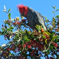 Callocephalon fimbriatum (Gang-gang Cockatoo) at Mawson, ACT - 11 Apr 2023 by stofbrew