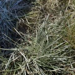 Celmisia pugioniformis (Dagger-leaf Snow Daisy) at Namadgi National Park - 11 Mar 2023 by Tapirlord