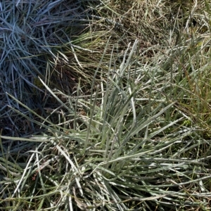 Celmisia pugioniformis at Cotter River, ACT - 12 Mar 2023