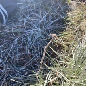 Celmisia pugioniformis at Cotter River, ACT - 12 Mar 2023