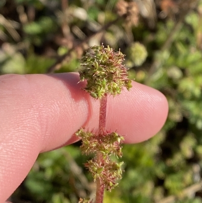 Acaena x ovina (Sheep's Burr) at Cotter River, ACT - 12 Mar 2023 by Tapirlord