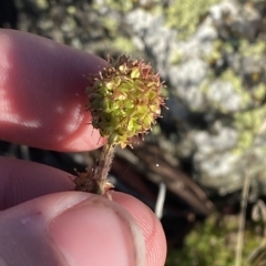 Acaena x anserovina (Hybrid Burr) at Cotter River, ACT - 11 Mar 2023 by Tapirlord