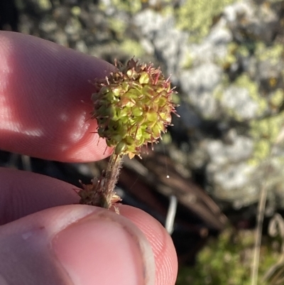 Acaena x anserovina (Hybrid Burr) at Cotter River, ACT - 11 Mar 2023 by Tapirlord