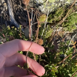 Acaena x anserovina at Cotter River, ACT - 12 Mar 2023