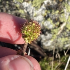 Acaena x anserovina at Cotter River, ACT - 12 Mar 2023 08:30 AM