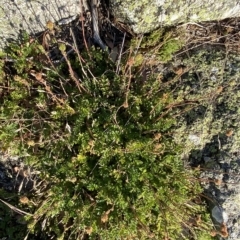 Acaena x anserovina at Cotter River, ACT - 12 Mar 2023 08:30 AM