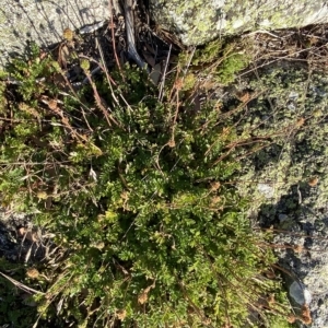 Acaena x anserovina at Cotter River, ACT - 12 Mar 2023 08:30 AM