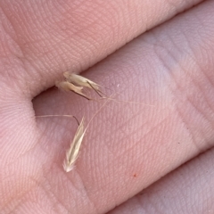 Rytidosperma nudiflorum at Cotter River, ACT - 11 Mar 2023