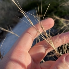 Anthosachne scabra (Common Wheat-grass) at Namadgi National Park - 11 Mar 2023 by Tapirlord