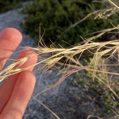 Anthosachne scabra at Cotter River, ACT - 11 Mar 2023