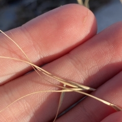 Anthosachne scabra at Cotter River, ACT - 11 Mar 2023