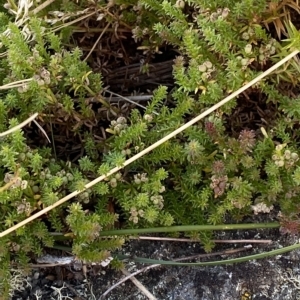 Asperula pusilla at Cotter River, ACT - 11 Mar 2023