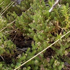 Asperula pusilla at Cotter River, ACT - 11 Mar 2023