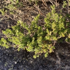 Asperula pusilla at Cotter River, ACT - 11 Mar 2023 06:22 PM