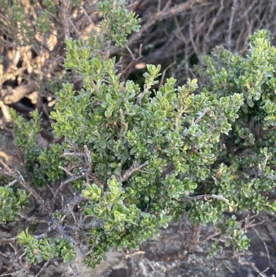 Prostanthera cuneata (Alpine Mint Bush) at Cotter River, ACT - 11 Mar 2023 by Tapirlord