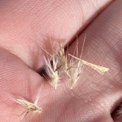 Rytidosperma oreophilum (Snow Patch Grass) at Bimberi, NSW - 11 Mar 2023 by Tapirlord