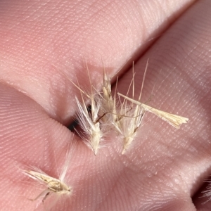 Rytidosperma oreophilum at Bimberi, NSW - 11 Mar 2023 05:51 PM