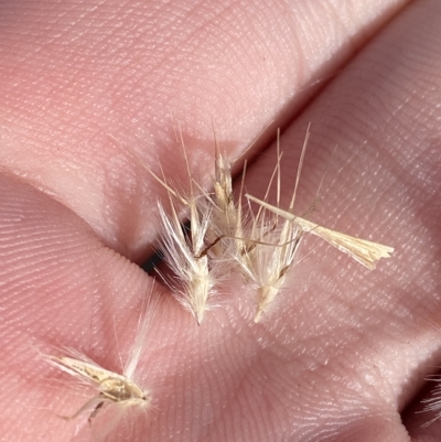 Rytidosperma oreophilum (Wallaby Grass) at Bimberi, NSW - 11 Mar 2023 by Tapirlord