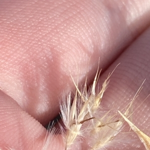 Rytidosperma oreophilum at Bimberi, NSW - 11 Mar 2023 05:51 PM