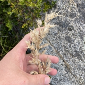 Rytidosperma oreophilum at Bimberi, NSW - 11 Mar 2023 05:51 PM