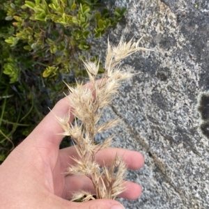 Rytidosperma oreophilum at Bimberi, NSW - 11 Mar 2023 05:51 PM