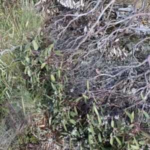 Eucalyptus pauciflora subsp. niphophila at Cotter River, ACT - 11 Mar 2023