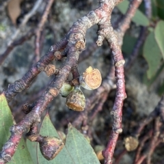 Eucalyptus pauciflora subsp. niphophila at Namadgi National Park - 11 Mar 2023 05:02 PM