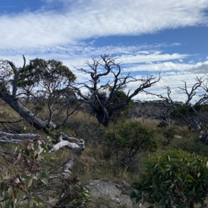 Eucalyptus pauciflora subsp. niphophila at Namadgi National Park - 11 Mar 2023 05:02 PM