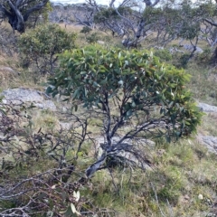 Eucalyptus pauciflora subsp. niphophila at Cotter River, ACT - 11 Mar 2023