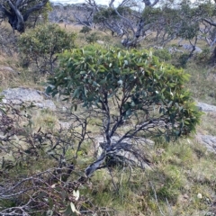 Eucalyptus pauciflora subsp. niphophila at Namadgi National Park - 11 Mar 2023 05:02 PM