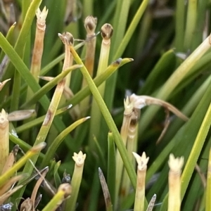 Oreobolus distichus at Cotter River, ACT - 11 Mar 2023