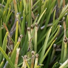 Oreobolus distichus at Cotter River, ACT - 11 Mar 2023