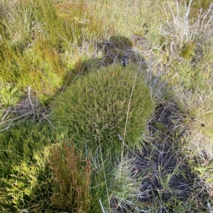 Oreobolus distichus at Cotter River, ACT - 11 Mar 2023