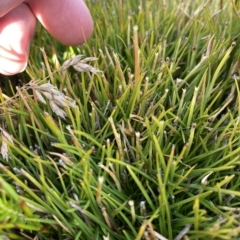 Oreobolus distichus at Cotter River, ACT - 11 Mar 2023