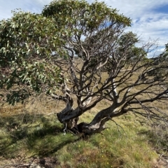 Eucalyptus pauciflora subsp. niphophila (Alpine Snow Gum) at Cotter River, ACT - 11 Mar 2023 by Tapirlord