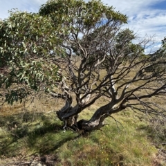 Eucalyptus pauciflora subsp. niphophila at Namadgi National Park - 11 Mar 2023