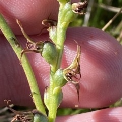 Prasophyllum tadgellianum (Tadgell's leek orchid) at Cotter River, ACT - 11 Mar 2023 by Tapirlord