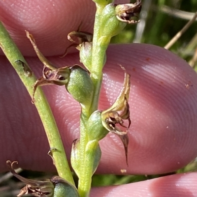 Paraprasophyllum tadgellianum (Tadgell's leek orchid) at Cotter River, ACT - 11 Mar 2023 by Tapirlord