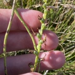 Paraprasophyllum tadgellianum at Cotter River, ACT - suppressed