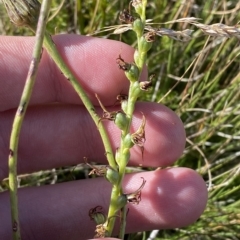 Paraprasophyllum tadgellianum at Cotter River, ACT - suppressed