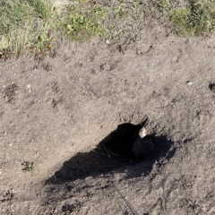 Oryctolagus cuniculus (European Rabbit) at Cotter River, ACT - 11 Mar 2023 by Tapirlord