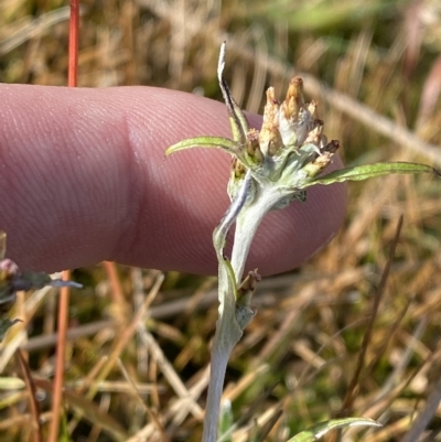Euchiton limosus (Swamp Cudweed) at Cotter River, ACT - 11 Mar 2023 by Tapirlord