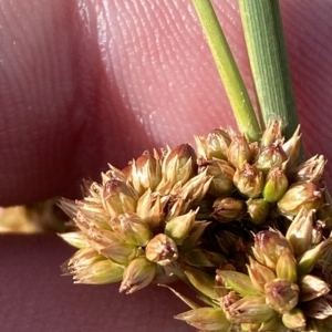 Juncus australis at Cotter River, ACT - 11 Mar 2023