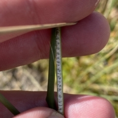 Juncus australis at Cotter River, ACT - 11 Mar 2023