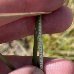 Juncus australis at Cotter River, ACT - 11 Mar 2023