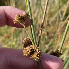 Juncus australis at Cotter River, ACT - 11 Mar 2023 04:47 PM