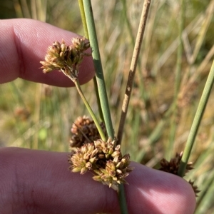 Juncus australis at Cotter River, ACT - 11 Mar 2023