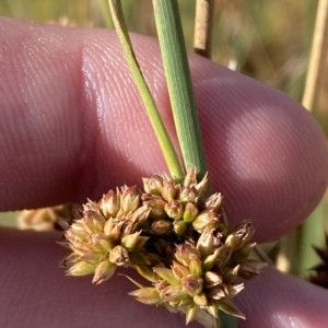 Juncus australis at Cotter River, ACT - 11 Mar 2023