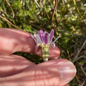 Celmisia sp. Pulchella (M.Gray & C.Totterdell 7079) Australian National Herbarium at Cotter River, ACT - 11 Mar 2023